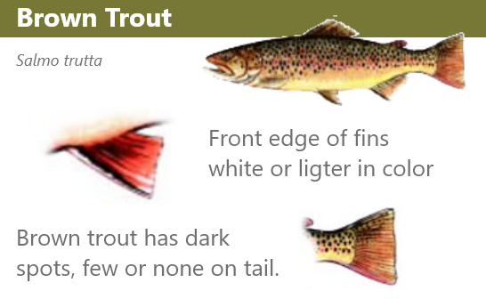 Brown trout has dark spots and few or none on tail, front edge of fins white or lighter in color. Press ESC to close the dialog